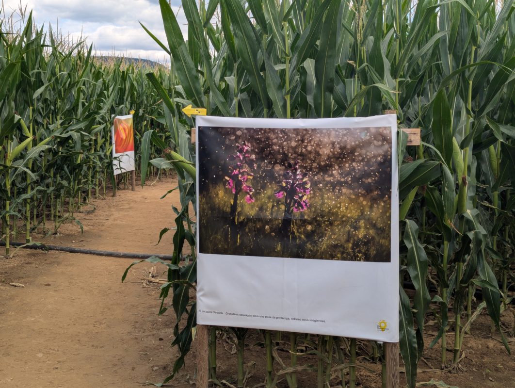 2025 07 23 LabyrintheMaïs Labyrinthis Soultz 13