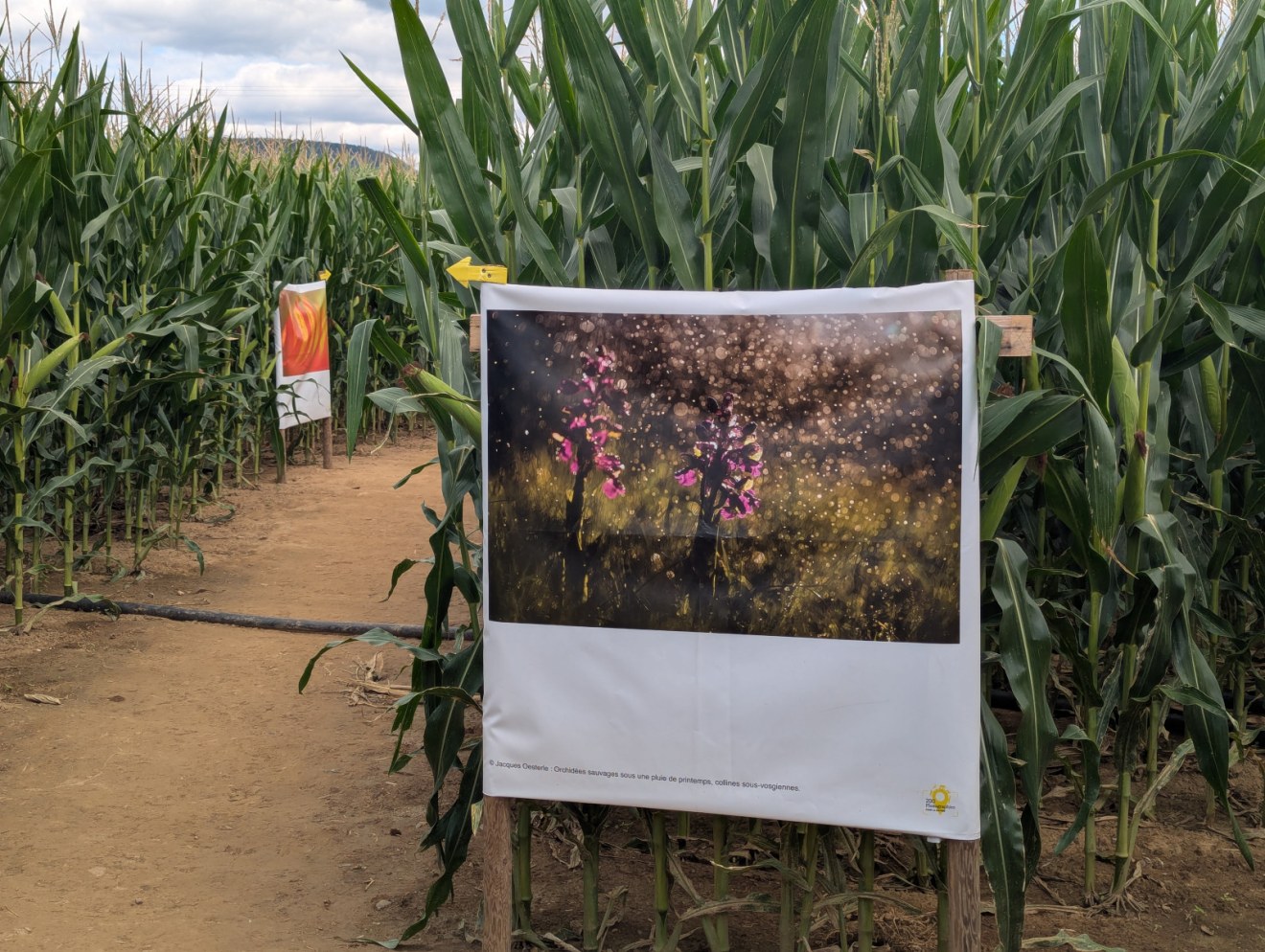 2025 07 23 LabyrintheMaïs Labyrinthis Soultz 13